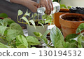 Plant rehabilitation. Woman caring for houseplants and watering freshly repotted plant 130194532