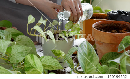 Plant rehabilitation. Woman caring for houseplants and watering freshly repotted plant Plant rehabilitation. Woman caring for houseplants and watering freshly repotted plant 130194532