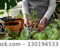 Woman caring for neglected plants, restoring and reviving sick houseplants. Plant rehabilitation 130194533