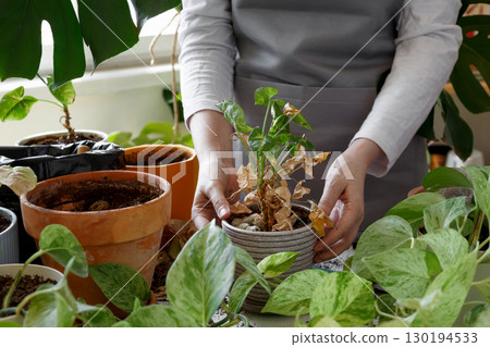 Woman caring for neglected plants, restoring and reviving sick houseplants. Plant rehabilitation Woman caring for neglected plants, restoring and reviving sick houseplants. Plant rehabilitation 130194533
