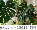 Large monstera leaves before plant care process in home rehabilitation setting 130194534