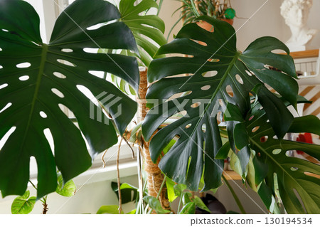 Large monstera leaves before plant care process in home rehabilitation setting Large monstera leaves before plant care process in home rehabilitation setting 130194534