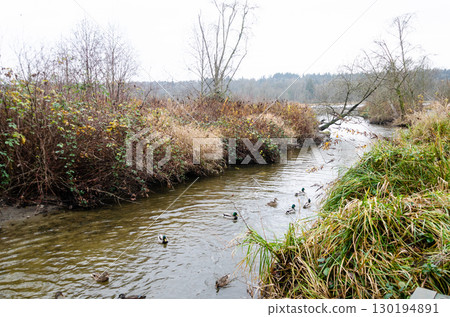 Mallard or wild ducks (Anas platyrhynchos) 130194891