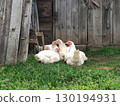 A flock of white chickens and a rooster free-range in a village on green grass. Village life, household. Poultry, agriculture. 130194931
