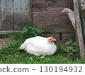 White chicken and rooster free-range in countryside near wooden barn. Summer photo of domestic birds walking on green grass. Farming, eco-friendly home food. 130194932