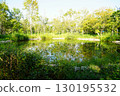 Tranquil forest pond scenery 130195532