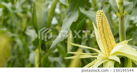 Ripe Corn on the Stalk in a Field Ripe Corn on the Stalk in a Field 130195544