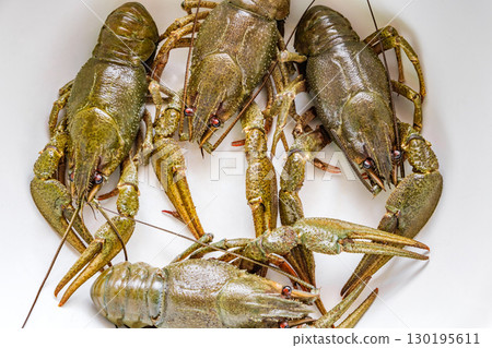 live fresh crayfish caught close-up live fresh crayfish caught close-up 130195611