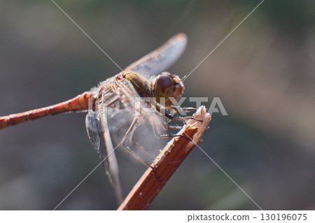 Close-up of dragonfly resting on a twig in nature. High quality photo 130196075
