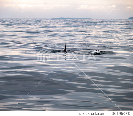 Common dolphin enjoying the Atlantic waters in County Donegal, Ireland 130196078