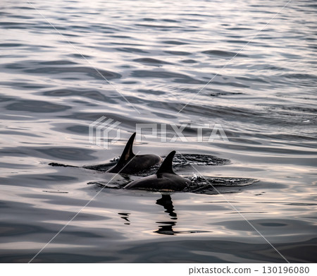 Common dolphin enjoying the Atlantic waters in County Donegal, Ireland 130196080