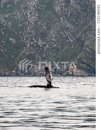 Humpback Whale, Megaptera novaeangliae, flipper flapping in Donegal Bay, Ireland 130196081