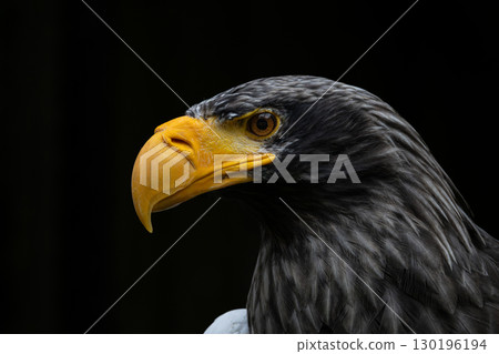 Head of steller's sea eagle 130196194