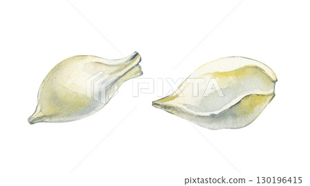 Two hand-drawn orange seeds. The watercolor illustration is isolated on a white background. Clipart Two hand-drawn orange seeds. The watercolor illustration is isolated on a white background. Clipart 130196415