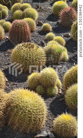 Cacti thrive in the Canary Islands arid volcanic landscapes under bright blue skies, perfectly adapted to the hot, dry climate 130196442