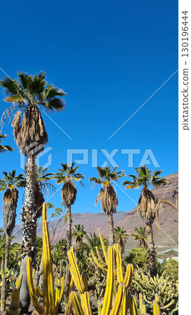 Cacti thrive in the Canary Islands arid volcanic landscapes under bright blue skies, perfectly adapted to the hot, dry climate 130196444