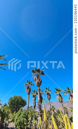 Cacti thrive in the Canary Islands arid volcanic landscapes under bright blue skies, perfectly adapted to the hot, dry climate 130196445