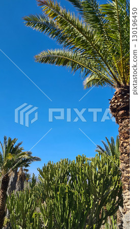 Cacti thrive in the Canary Islands arid volcanic landscapes under bright blue skies, perfectly adapted to the hot, dry climate 130196450