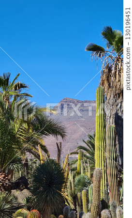 Cacti thrive in the Canary Islands arid volcanic landscapes under bright blue skies, perfectly adapted to the hot, dry climate 130196451