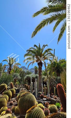 Cacti thrive in the Canary Islands arid volcanic landscapes under bright blue skies, perfectly adapted to the hot, dry climate Cacti thrive in the Canary Islands arid volcanic landscapes under bright blue skies, perfectly adapted to the hot, dry climate 130196462