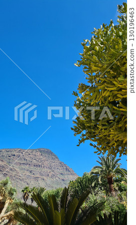 Cacti thrive in the Canary Islands arid volcanic landscapes under bright blue skies, perfectly adapted to the hot, dry climate 130196463