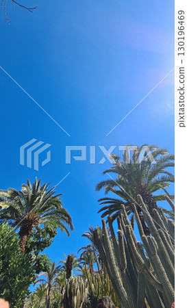 Cacti thrive in the Canary Islands arid volcanic landscapes under bright blue skies, perfectly adapted to the hot, dry climate 130196469