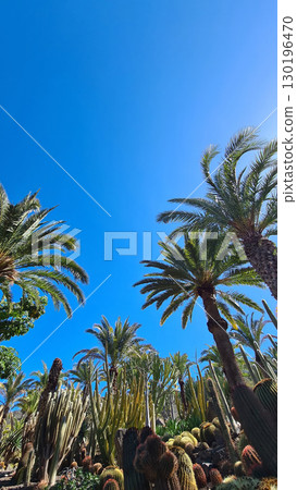 Cacti thrive in the Canary Islands arid volcanic landscapes under bright blue skies, perfectly adapted to the hot, dry climate 130196470