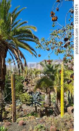 Cacti thrive in the Canary Islands arid volcanic landscapes under bright blue skies, perfectly adapted to the hot, dry climate 130196474