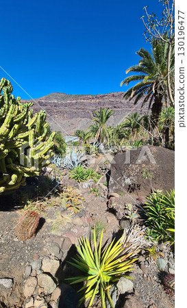 Cacti thrive in the Canary Islands arid volcanic landscapes under bright blue skies, perfectly adapted to the hot, dry climate 130196477