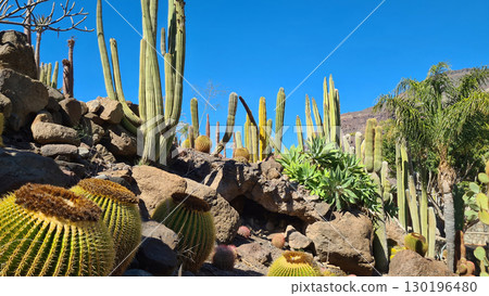 Cacti thrive in the Canary Islands arid volcanic landscapes under bright blue skies, perfectly adapted to the hot, dry climate 130196480