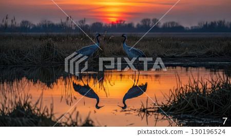 Cranes at Sunset by Reflective Water 130196524