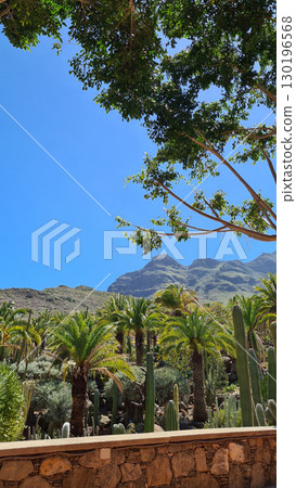 Cacti thrive in the Canary Islands arid volcanic landscapes under bright blue skies, perfectly adapted to the hot, dry climate 130196568