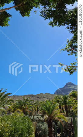 Cacti thrive in the Canary Islands arid volcanic landscapes under bright blue skies, perfectly adapted to the hot, dry climate Cacti thrive in the Canary Islands arid volcanic landscapes under bright blue skies, perfectly adapted to the hot, dry climate 130196570