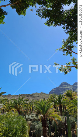 Cacti thrive in the Canary Islands arid volcanic landscapes under bright blue skies, perfectly adapted to the hot, dry climate 130196572