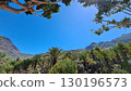 Cacti thrive in the Canary Islands arid volcanic landscapes under bright blue skies, perfectly adapted to the hot, dry climate 130196573