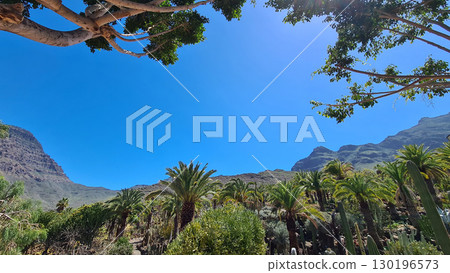 Cacti thrive in the Canary Islands arid volcanic landscapes under bright blue skies, perfectly adapted to the hot, dry climate Cacti thrive in the Canary Islands arid volcanic landscapes under bright blue skies, perfectly adapted to the hot, dry climate 130196573