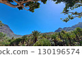 Cacti thrive in the Canary Islands arid volcanic landscapes under bright blue skies, perfectly adapted to the hot, dry climate 130196574