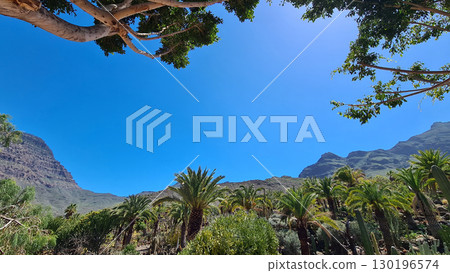 Cacti thrive in the Canary Islands arid volcanic landscapes under bright blue skies, perfectly adapted to the hot, dry climate 130196574