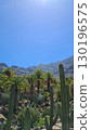 Cacti thrive in the Canary Islands arid volcanic landscapes under bright blue skies, perfectly adapted to the hot, dry climate 130196575