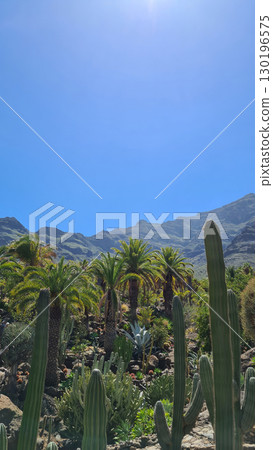 Cacti thrive in the Canary Islands arid volcanic landscapes under bright blue skies, perfectly adapted to the hot, dry climate 130196575