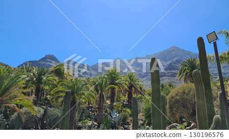 Cacti thrive in the Canary Islands arid volcanic landscapes under bright blue skies, perfectly adapted to the hot, dry climate 130196576