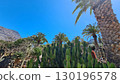 Cacti thrive in the Canary Islands arid volcanic landscapes under bright blue skies, perfectly adapted to the hot, dry climate 130196578