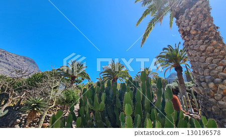Cacti thrive in the Canary Islands arid volcanic landscapes under bright blue skies, perfectly adapted to the hot, dry climate 130196578