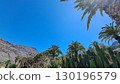 Cacti thrive in the Canary Islands arid volcanic landscapes under bright blue skies, perfectly adapted to the hot, dry climate 130196579