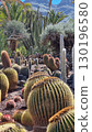 Cacti thrive in the Canary Islands arid volcanic landscapes under bright blue skies, perfectly adapted to the hot, dry climate 130196580