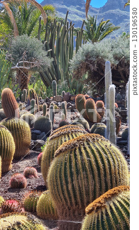 Cacti thrive in the Canary Islands arid volcanic landscapes under bright blue skies, perfectly adapted to the hot, dry climate Cacti thrive in the Canary Islands arid volcanic landscapes under bright blue skies, perfectly adapted to the hot, dry climate 130196580