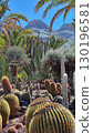 Cacti thrive in the Canary Islands arid volcanic landscapes under bright blue skies, perfectly adapted to the hot, dry climate 130196581