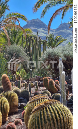 Cacti thrive in the Canary Islands arid volcanic landscapes under bright blue skies, perfectly adapted to the hot, dry climate Cacti thrive in the Canary Islands arid volcanic landscapes under bright blue skies, perfectly adapted to the hot, dry climate 130196581