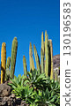 Cacti thrive in the Canary Islands arid volcanic landscapes under bright blue skies, perfectly adapted to the hot, dry climate 130196583