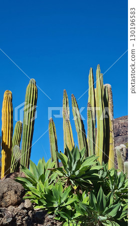 Cacti thrive in the Canary Islands arid volcanic landscapes under bright blue skies, perfectly adapted to the hot, dry climate Cacti thrive in the Canary Islands arid volcanic landscapes under bright blue skies, perfectly adapted to the hot, dry climate 130196583